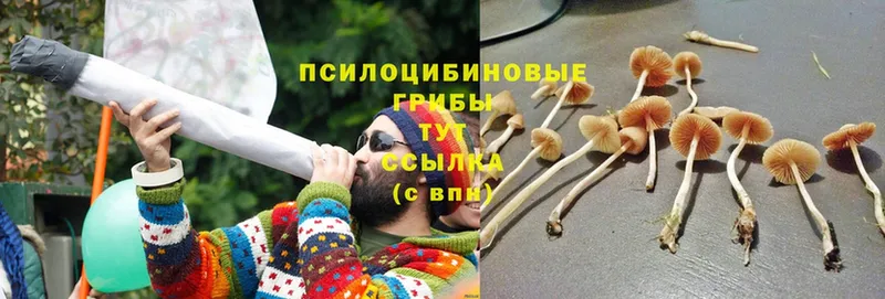 где купить   hydra ТОР  Псилоцибиновые грибы Psilocybe  это Telegram  Адыгейск 